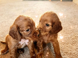 Cocker spaniel pups