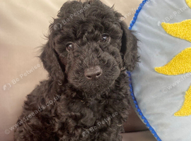 Cockapoo puppy