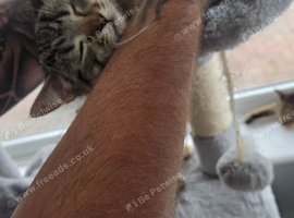 NEW PICTURES Bengal  armarican shorthair x ragdoll kittens all ready for homes