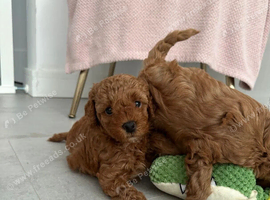 Cockapoo Puppies