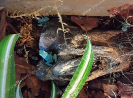 Blue Splashback Frog Babies