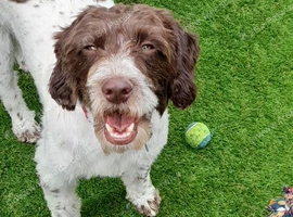 Need to rehome a lovely male cockerpool