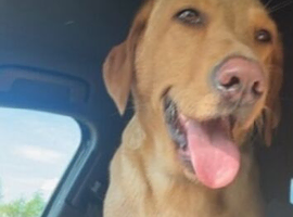 2 Labrador for sale