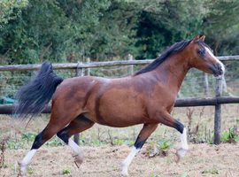 Registered Section A Filly