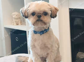 1st time stud for 5th gen pedigree shih tzu