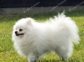 Tiny Pomeranian puppies teddy bear face. White girls and boys