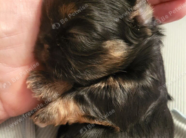 Special quality dobie Imperial shih tzu's