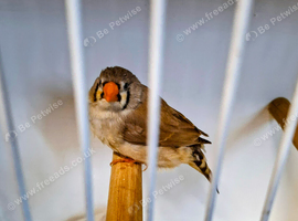 Pair of zebra finches & 3 babies