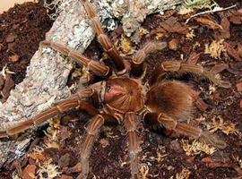 Hispaniola giant tarantula