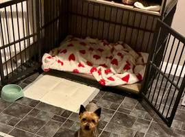 Mini Yorkshire terrier