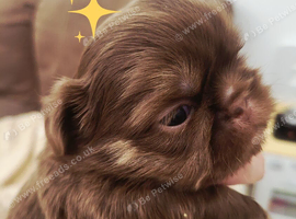 Special quality dobie Imperial shih tzu's