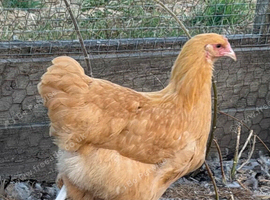 Buff Orpington pullets