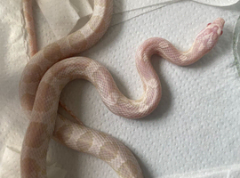 Snow corn snake