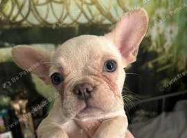 9 week old Frenchie girl for loving family home