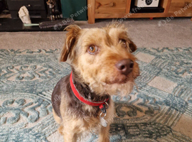 5 year old patterdale girl