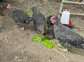 MarBar Cockerel looking for new flocks