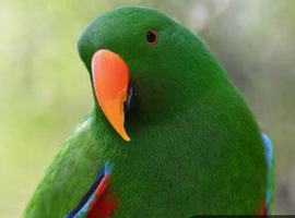 Eclectus rehabilitation/rehome