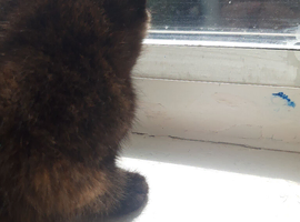 Special home for special kitten