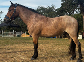 Stunning PB Newforest Gelding