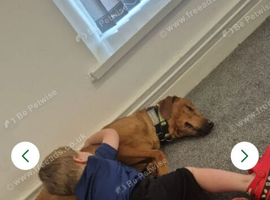 7yo kc lab