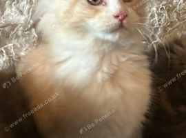 Maine Coon Kittens Ready Now