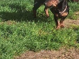 dachshund girl