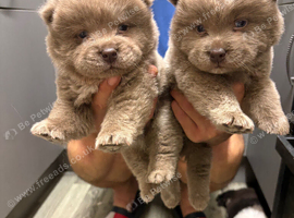 Beautiful chow chow puppies