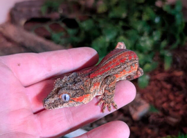 1.1 pair of Gargoyle Geckos