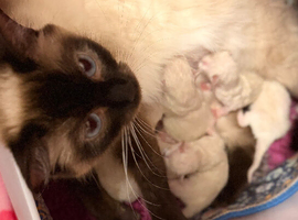Exquisite Ragdoll Kittens