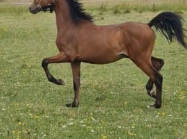 Registered Hackney colt