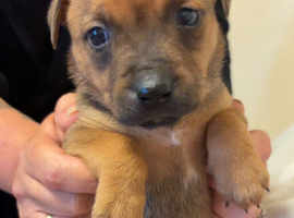 Beautiful staffy x cane corso puppies
