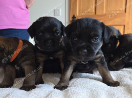 KC Registered Border Terrier Puppies