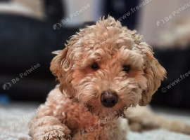 F1b Cavapoo for stud