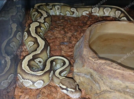 Mahogany female royal python