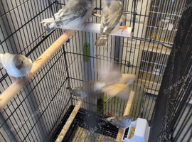 11 young zebra finches