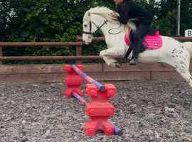 Pony club, mounted games, BS pony