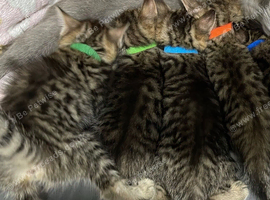 6 weeks old !! 5 beautiful!! British  Shorhair x kittens