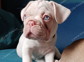 Ready Now: Fully Vaccinated & Premium DNA-Tested French Bulldog Puppies