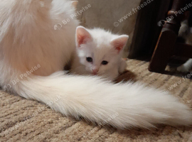 White Girl Kitten