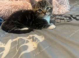 Kittens looking for forever  homes