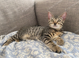 Bengal x kitten ready to leave