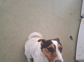 Male Jack 1yr old