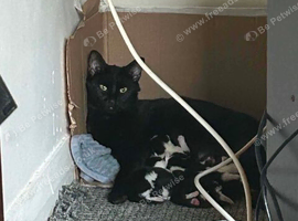 Kittens for sale