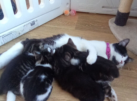 Beautiful kittens looking for forever loving homes