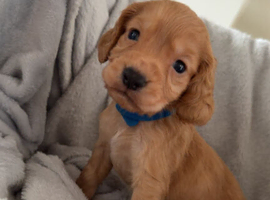 7 working cocker spaniel puppies