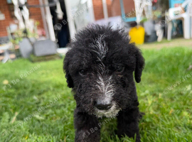 3 Bedlington cross puppies