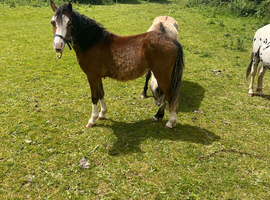 Bay filly