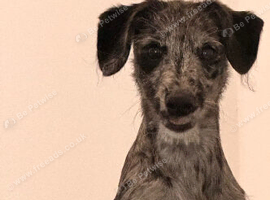 Whippet x cockapoo girl