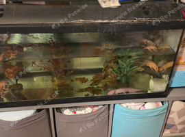 5x axolotls