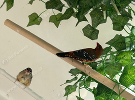 Strawberry finches